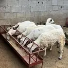 سلام عليكم نعرض لك هذا اليوم ضان ب فحله العدد 7 ب فحله