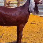 جفره دهما مطوره دافع