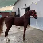حصان (بيع مستعجل)