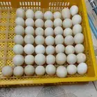 بيض بط بكين الخصوبه فوق 85