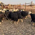 نجد مقاني للبيع
