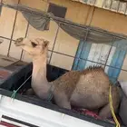 بكره ذلول