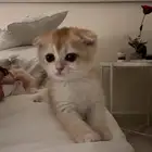 سكوتش فولد انثى تم البيع