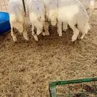 طليان حري