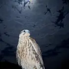 حر وحش