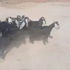 للبيع عوراض معزاء