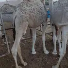 قعودين للزواجات والمناسبات