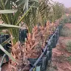 نبوت سلاطين مجذر للبيع