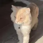 قط للتبني