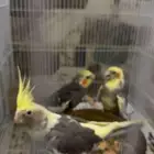 ازواج كروان وبادجي