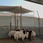 خرفان نعيم