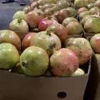 رمان ثقيف
