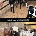 ذبايح مقفله شحم ونظافه سوق الجربوع