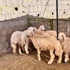 طليان حريه