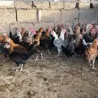 دجاج بلدي