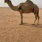 بعير منتج