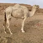 للبيع ناقة لقحة تسع شهور لقاح على الشرط وعلى بعير منتج وطيب