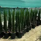 سرو ايطالي للبيع
