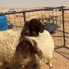 ذبايح نعيم