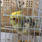 كروان للبيع عدد2