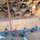 حمام بلدي مشكل