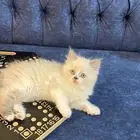 قطه انثى راغدول