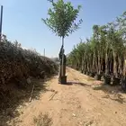 اشجار فكس امريكي   تمرحنا   جاترفيا  صباريات   نجران