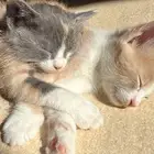 قطط