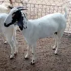 خمس جفار بيشيه فاخرة