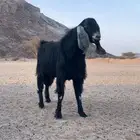 للبيع فحل طيييب