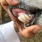 حريه متبع ب خروف