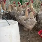 دجاج فيومي قولد