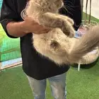 قطة النوع هملايا معاها دفتر التطعيمات ومعاها الصندوق حقها