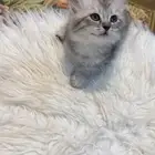 قطه للبيع