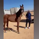 فرس قدرة وتحمل دم فرنسي