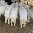 ذبايح حريات جبره