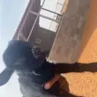 تيس قزمي