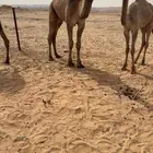 للبيع قعود اصفر كفوو حق