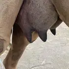 خلفه مصغر منيح منوة القاني