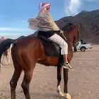 حصان شعبي للبيع
