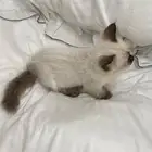 قط همالايا