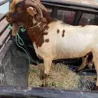 تيس فحل كفو مشروط صحه وضراب السن جامع شباب مربيه من حلالي