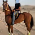 حصان شعبي خط سرعه