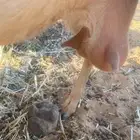 عنز حليب ثنيه