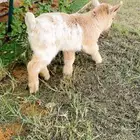 تيس قزم للبيع