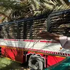 جريد سعف عسيب نخل