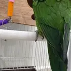 للوري اليف