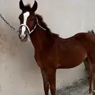 مهرة شعبية للصامل فقط