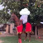 حصان شعبي للبيع