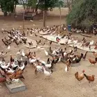 القنفذة